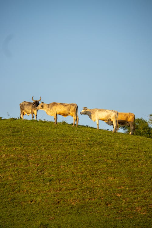 Darmowe zdjęcie z galerii z cattles, fotografia zwierzęcia, gospodarstwo