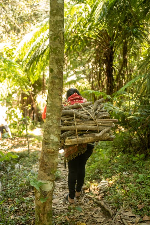 Person Carrying Tree Branches in the Forest
