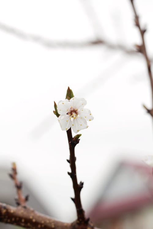Gratis Fotos de stock gratuitas de blanco, brote, cerezos en flor Foto de stock