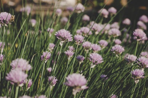 Безкоштовне стокове фото на тему «багаторічна рослина, бузок, весна» стокове фото