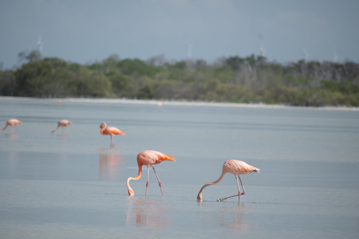 Flamingos wading in serene wetlands, showcasing wildlife in a tranquil outdoor setting.