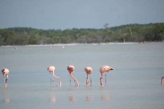flamingo photo