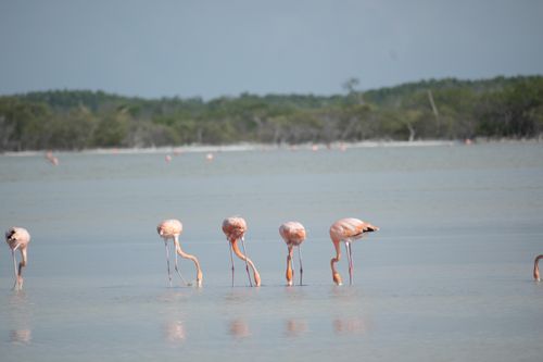 Free Vibrant pink flamingos feeding in calm shallow water with lush greenery in the background. Stock Photo
