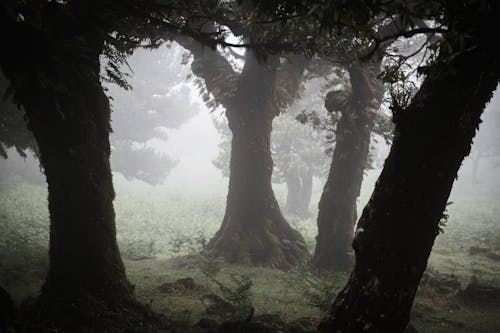 Free Big Trees in Foggy Forest Stock Photo