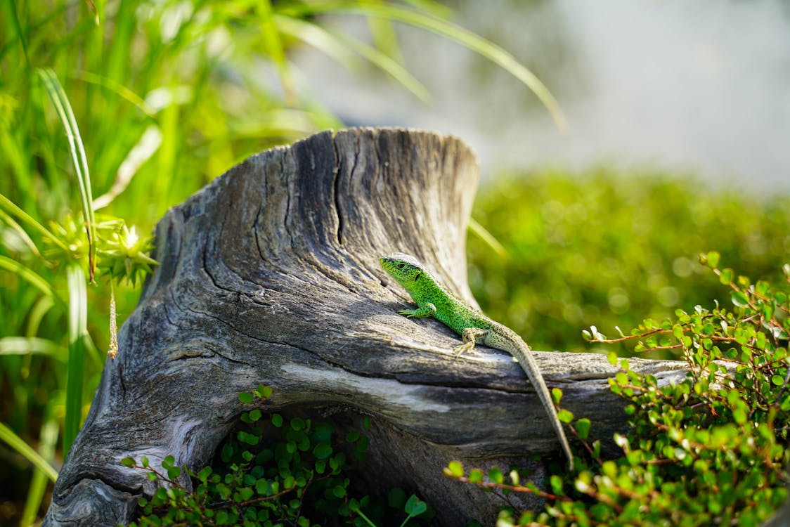 Close-Up Shot of a Green Lizard on a Tree Trunk