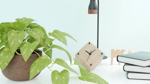 A Potted Plant Beside Wooden Clock