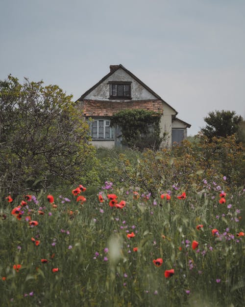 Gratis stockfoto met bewolking, bloemen, bomen