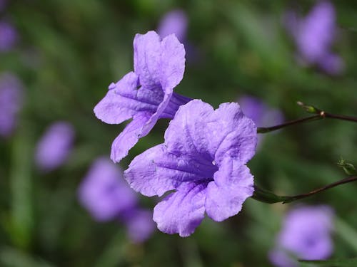Close-Up Shot of Purple Flowers in Bloom