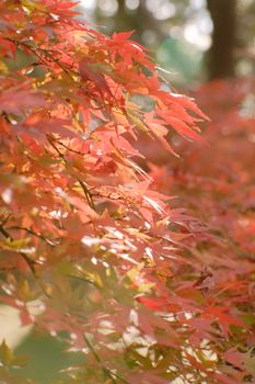 Close-up of vivid orange maple leaves basking in the warm autumn sun.