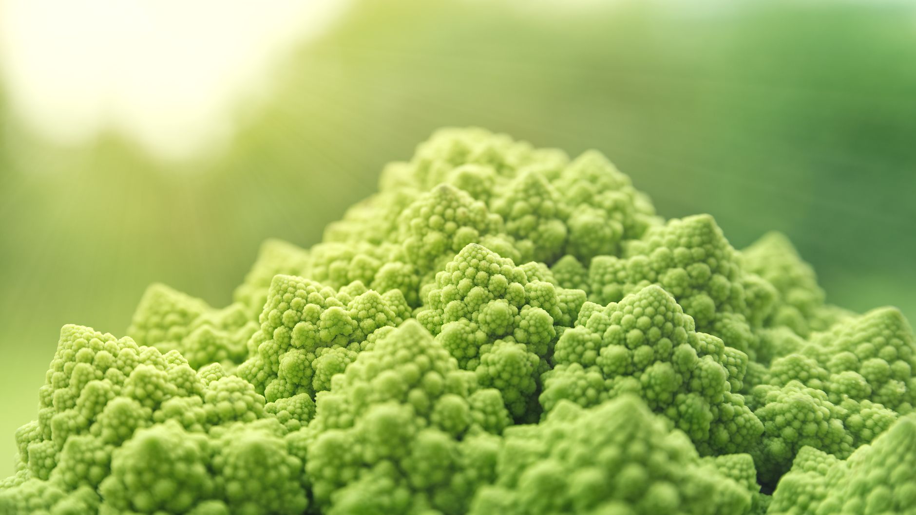 Vibrant green Romanesco broccoli florets showcasing unique fractal patterns.