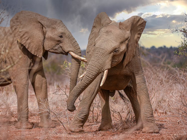 African Bush Elephants On The Safari