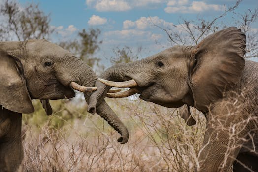 Two African elephants interacting with trunks in a natural savannah setting, showcasing wildlife behavior.