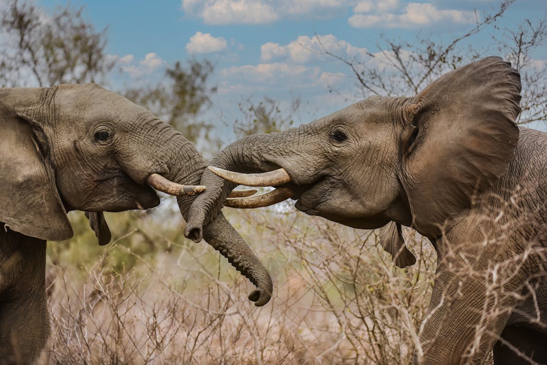 Photo of Two Elephants Touching Each Other with Trunks and Tusks