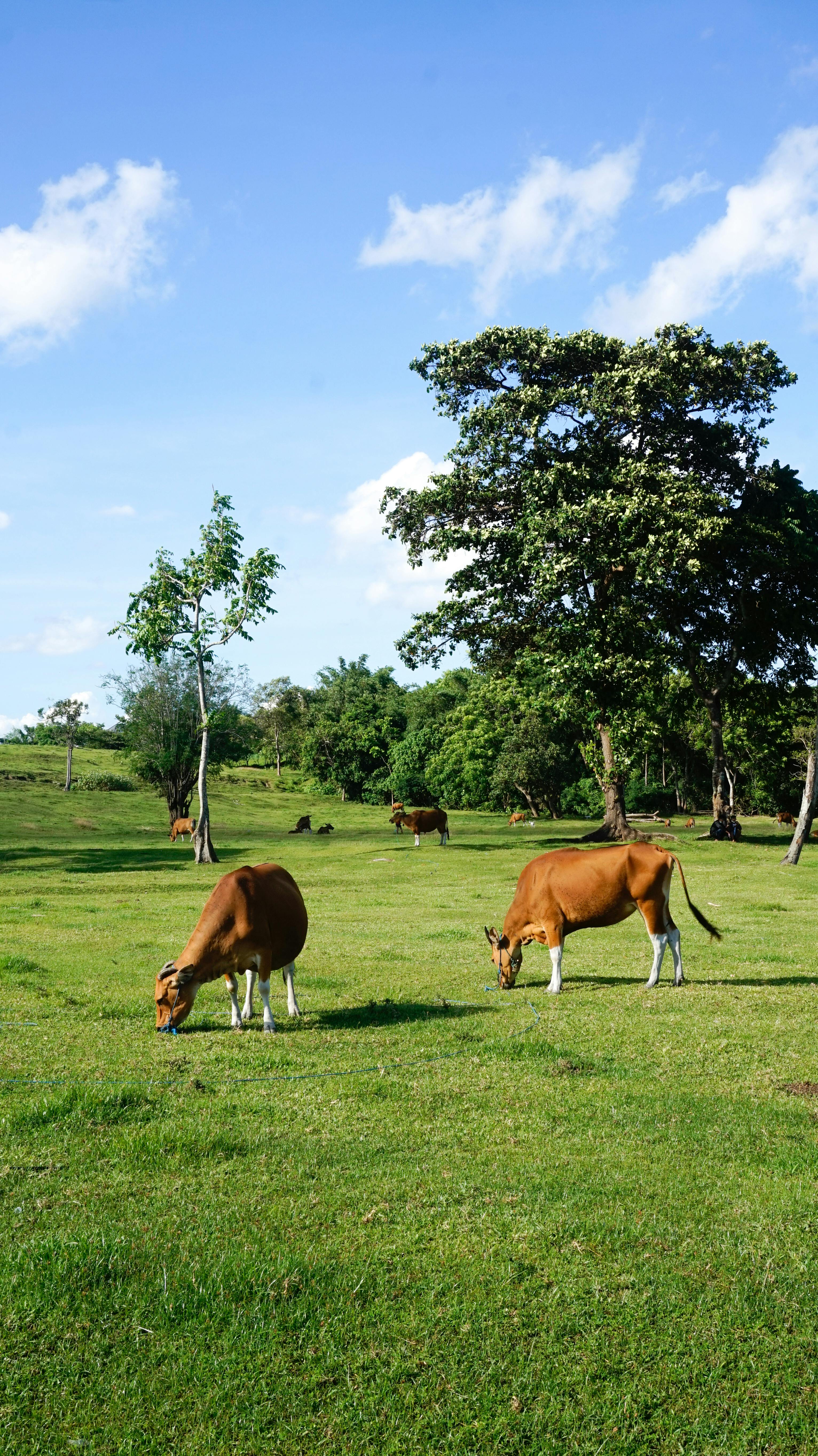 Cattle grazing peacefully on a lush green pasture in Bali, captured under a bright blue sky.