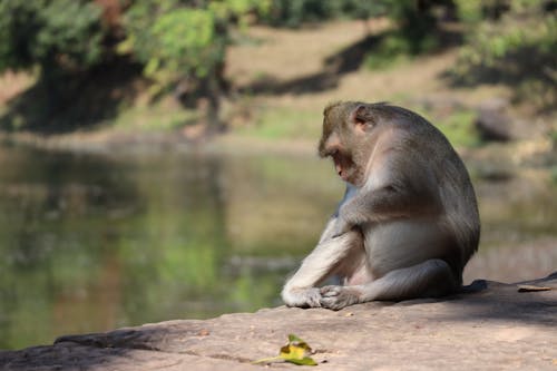 A Monkey Sitting on the Ground