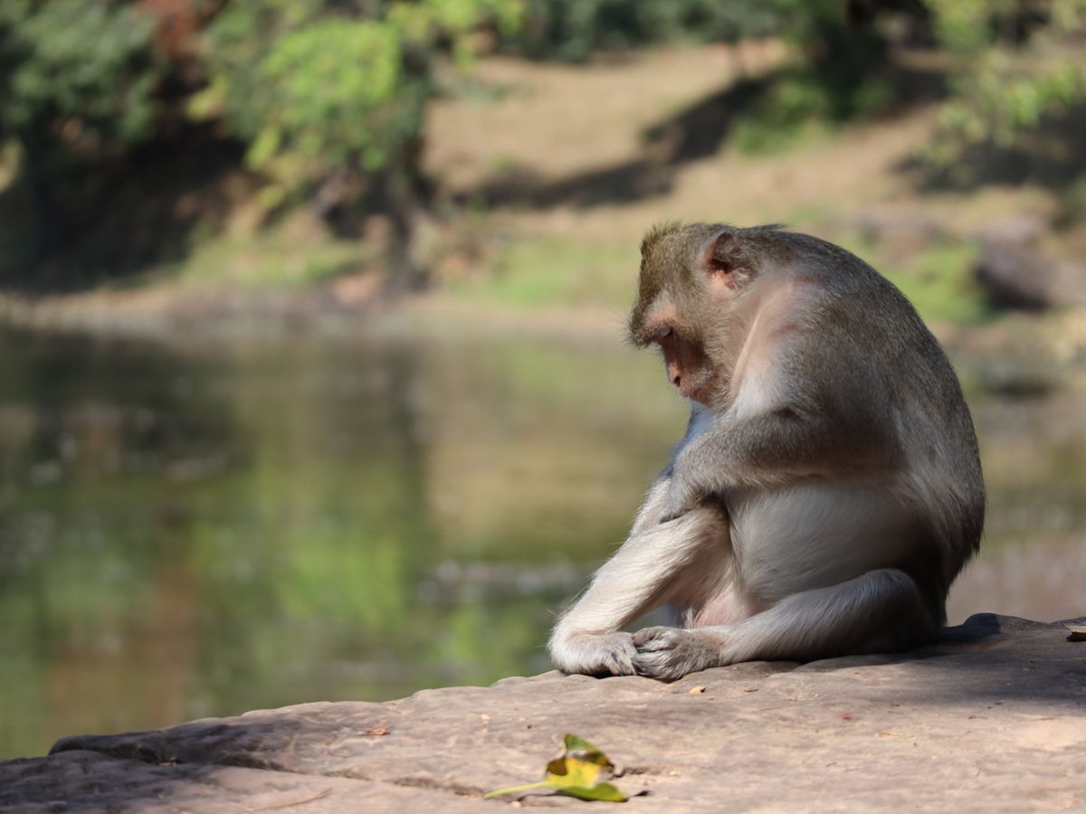 Hariharalaya Yogo & Meditation Retreat 1