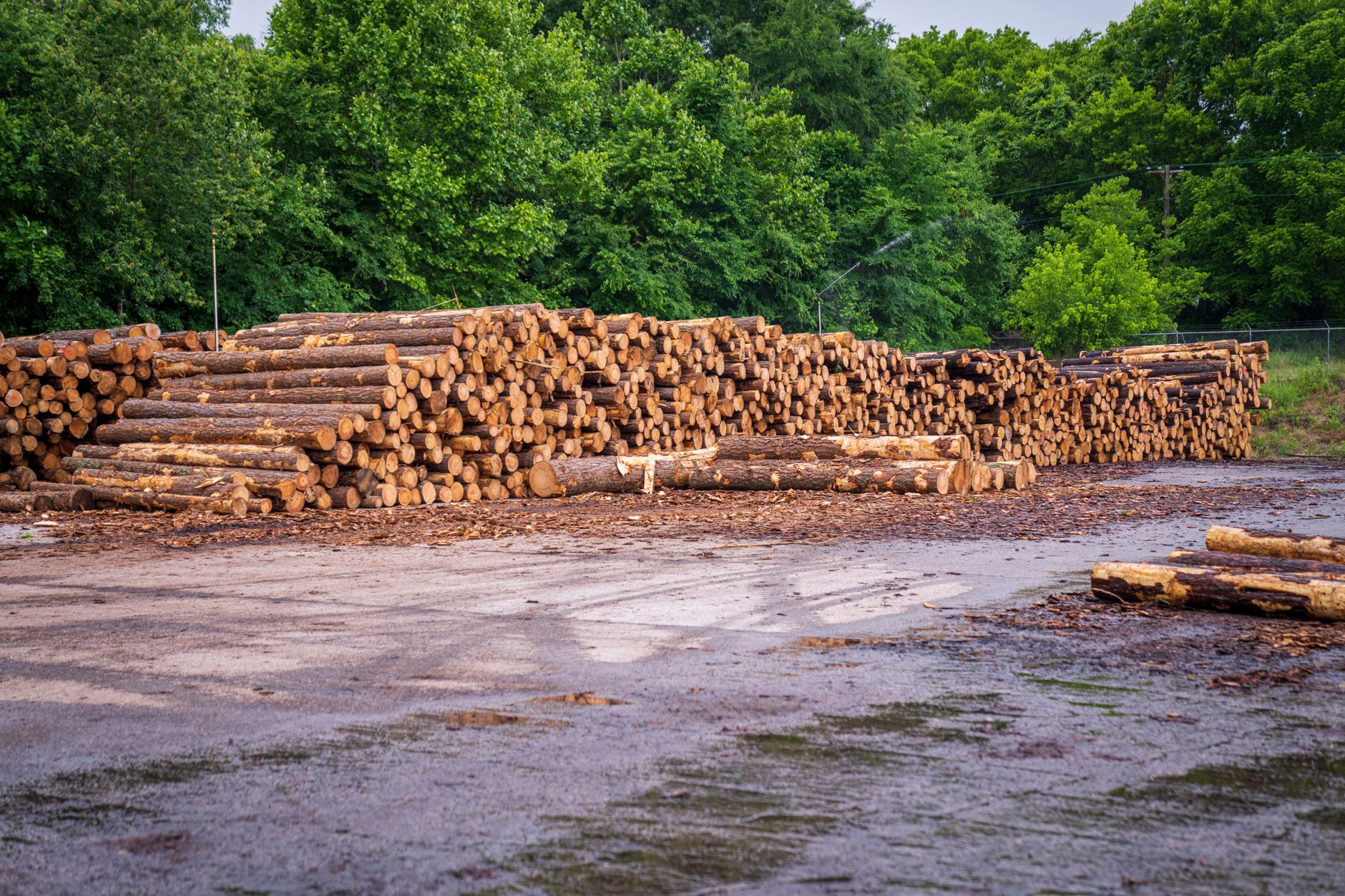 Pulpwood Market Collapse Impacts Southern Forest Economy