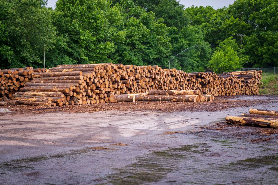 Grumes de bois empilées