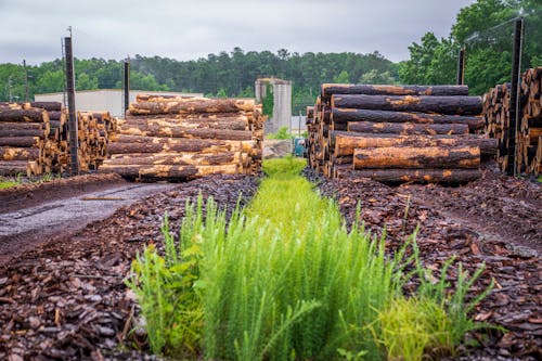 A Pile of Tree Logs