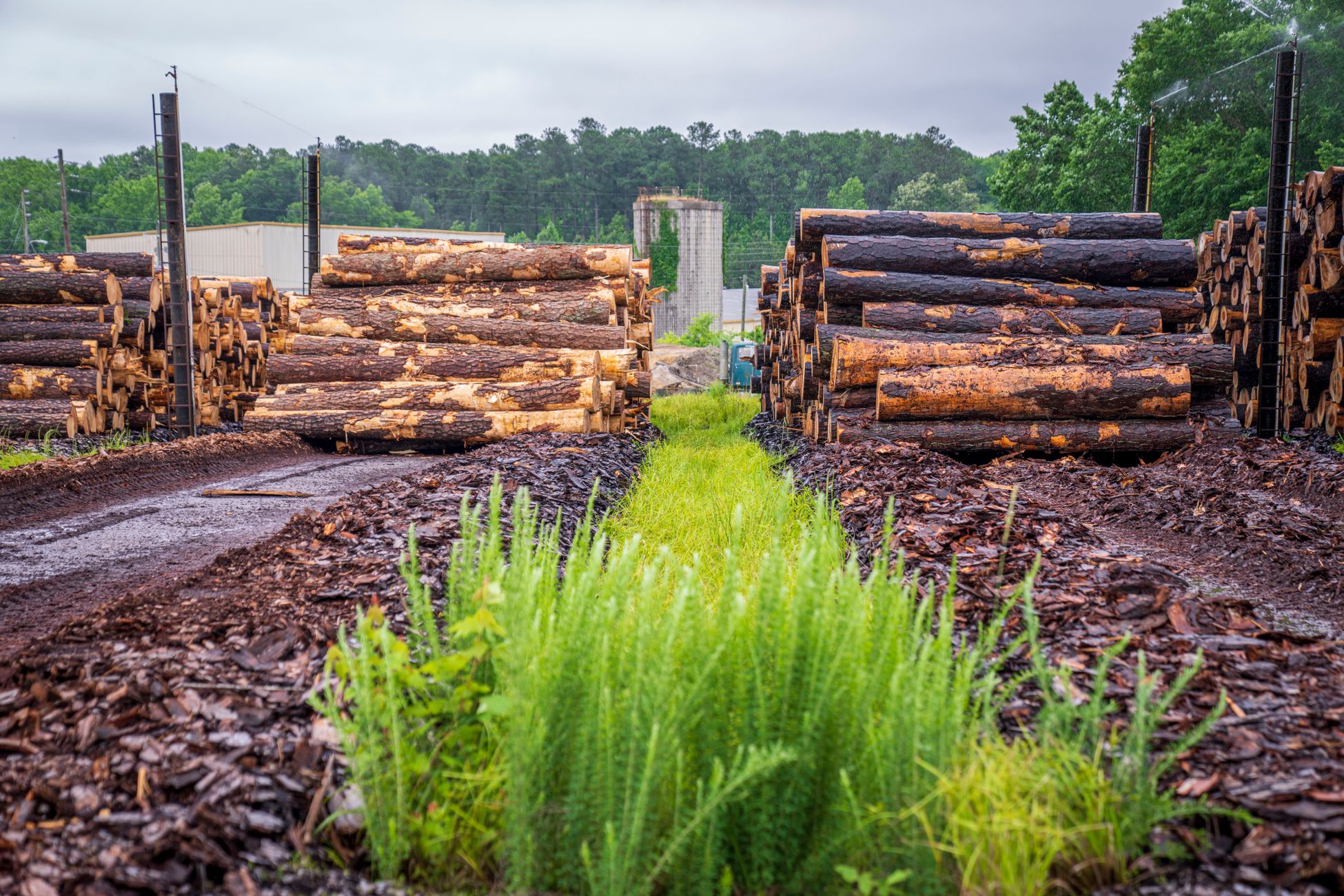 Bermgras kan dienen als grondstof voor biobased bouwmateriaal en meststof