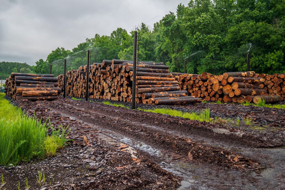 Timber logs stored in a lumber yard