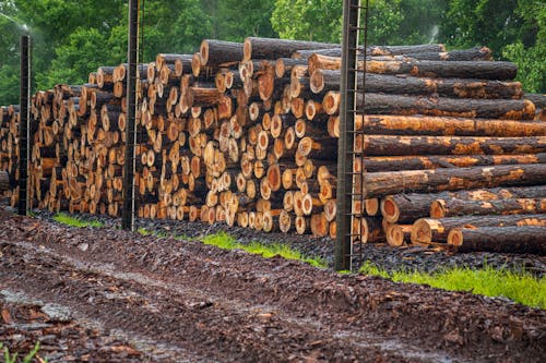 Piles of Lumber on Lumber Yard

