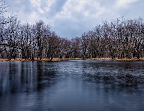 Leafless Trees near the River