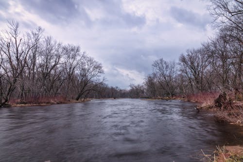 Leafless Trees near the River