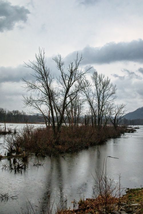 Free Serene image of leafless trees by a river in winter, capturing the moodiness of the season. Stock Photo