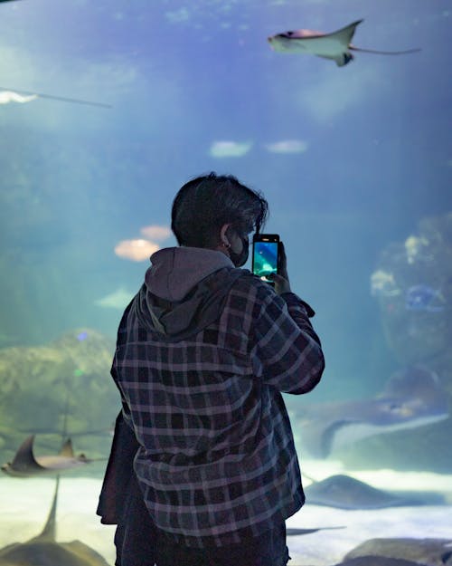 Gratis stockfoto met aquarium, pijlstaartrog