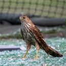 Red Shoulder Hawk