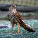 Red Shoulder Hawk
