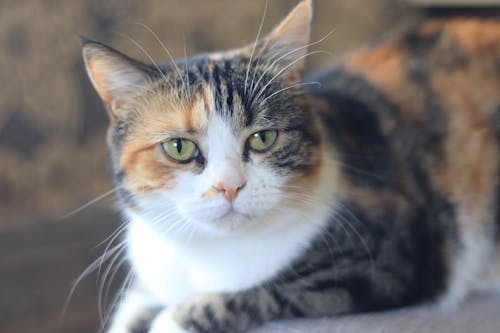 Close-Up Shot of a Tabby Cat