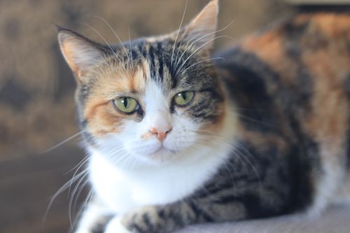 Free A close-up portrait of a calico cat with green eyes lying comfortably indoors. Stock Photo