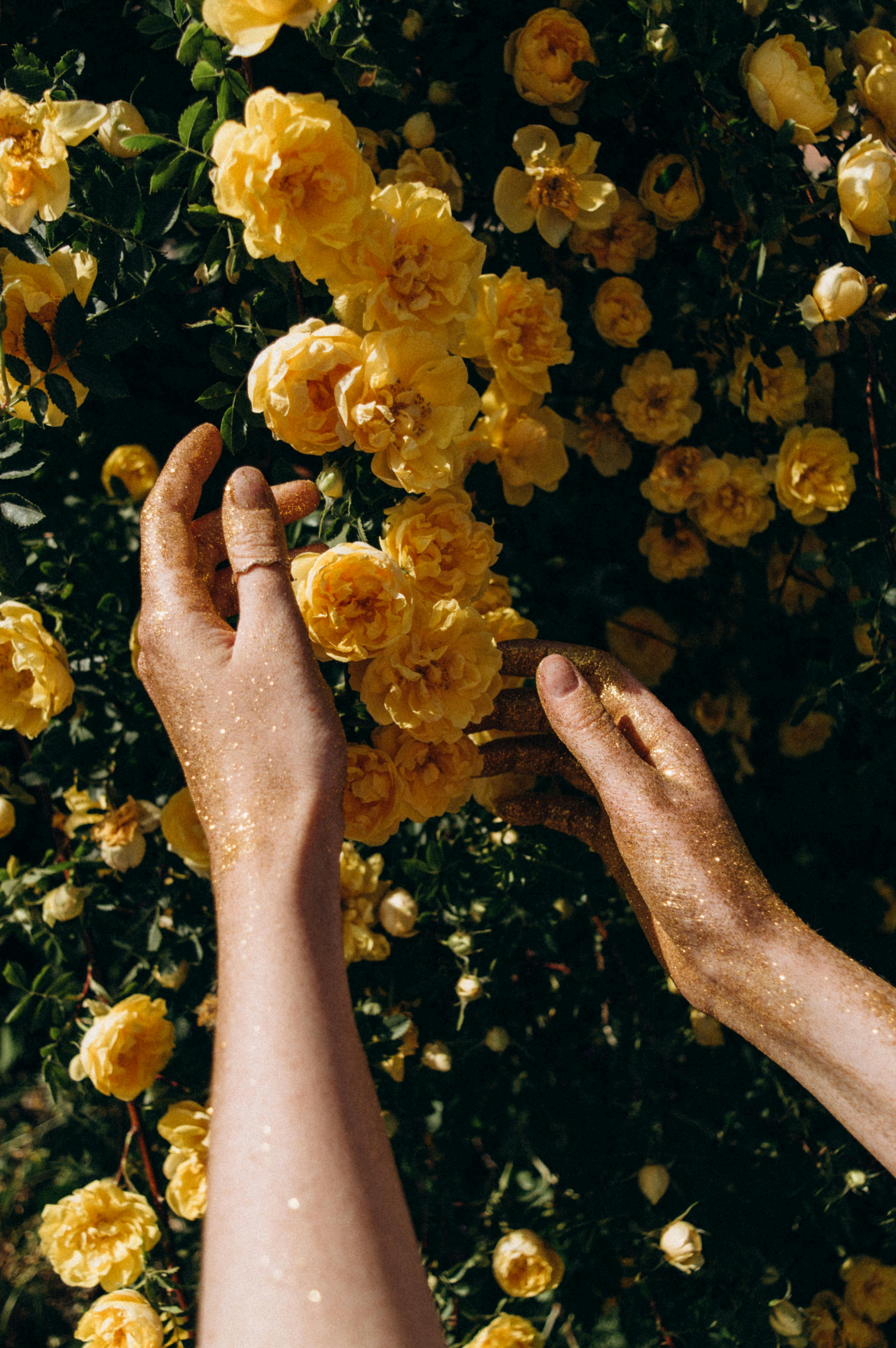 Hands reaching towards vibrant yellow roses in sunlight, symbolizing nature's beauty.