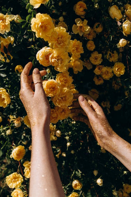 Gratis stockfoto met bloemen, geel, handen