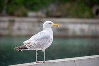 Seagull
