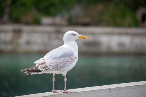 Free A detailed close-up shot of a seagull standing by the water in England. Stock Photo