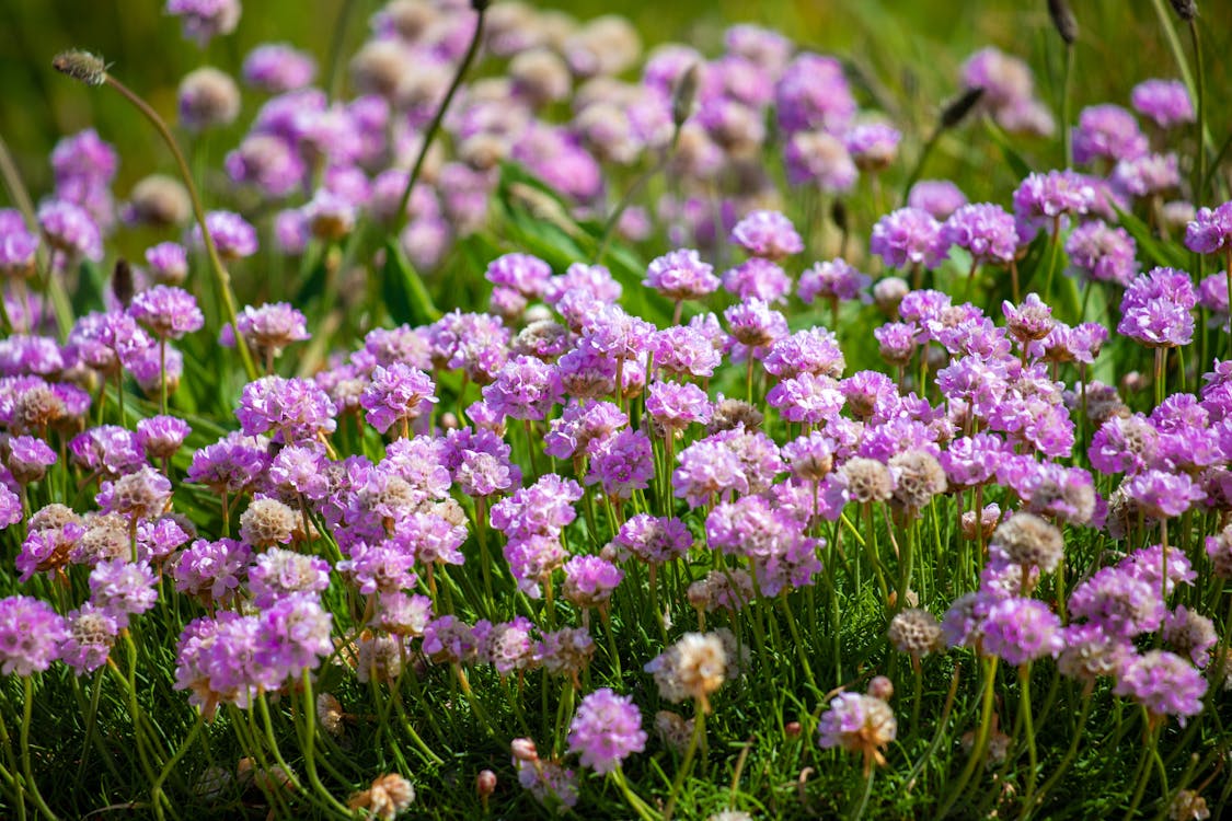 Purple Sea Thrift Flowers in Bloom in the Garden