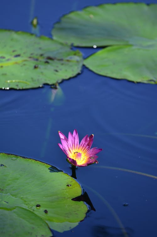 Immagine gratuita di acqua, acquatico, bocciolo