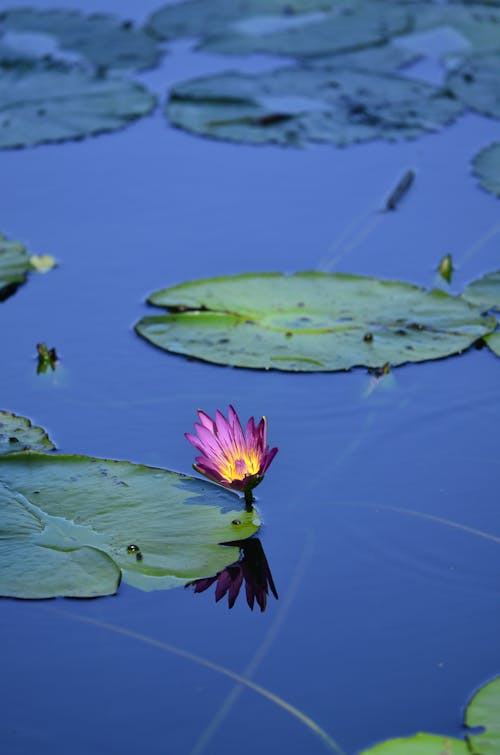 Free Water Lilly  Stock Photo