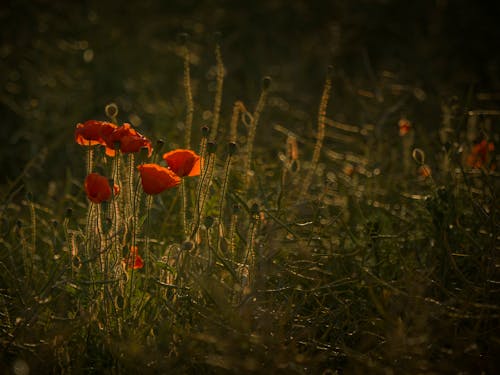 Blooming Poppy Anemone in Garden