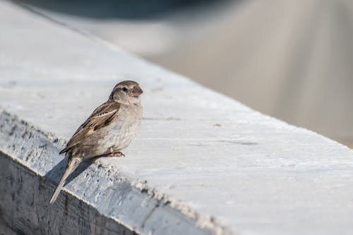 Free Brown Bird on White Wooden Fence Stock Photo