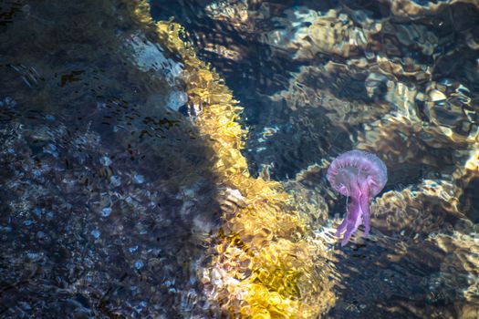 A vibrant purple jellyfish elegantly floats through sunlit ocean waters.