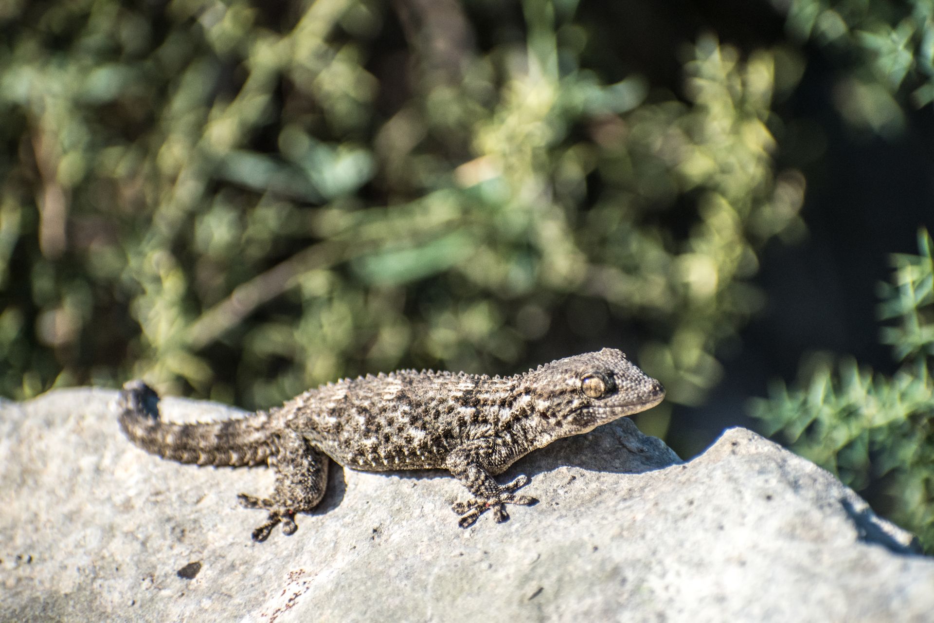 Detailed shot of a gecko basking on a sunlit rock in its natural habitat.