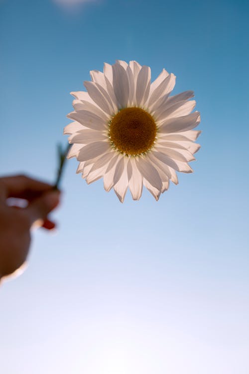 Free Hand Holding a White Flower Against Blue Sky Stock Photo