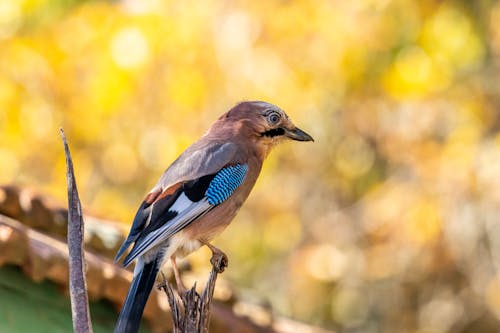 Free A Eurasian Jay Perched on a Tree Branch Stock Photo