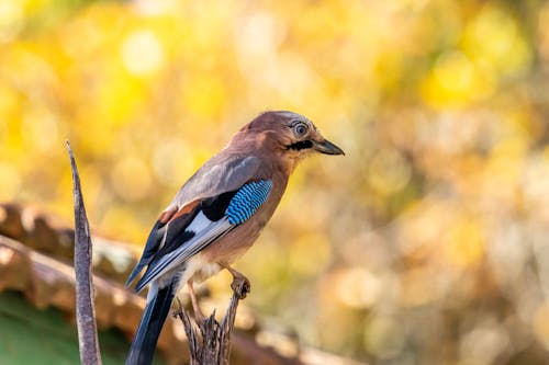 A Eurasian Jay Perched on a Tree Branch