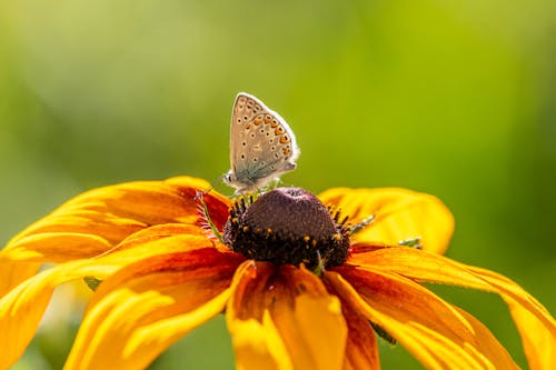 Butterfly Perched on Orange Flower