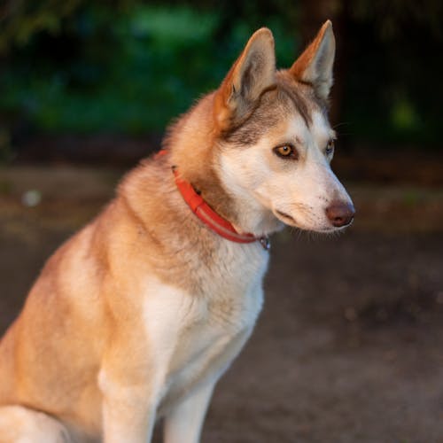 Základová fotografie zdarma na téma domácí mazlíček, domácí zvířata, husky